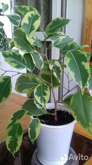 Фикус бенджамина