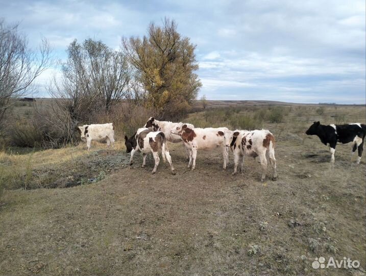 Бычки и телята