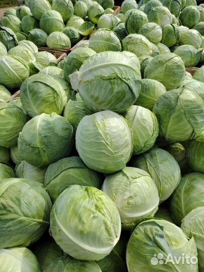 Капуста оптом без посредников