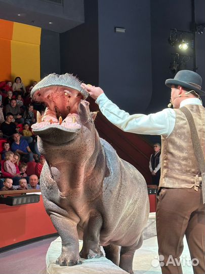 Билеты в цирк на Достоевской