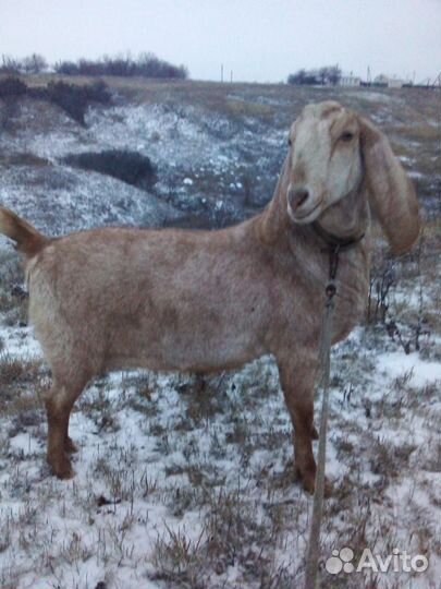 Козы камори