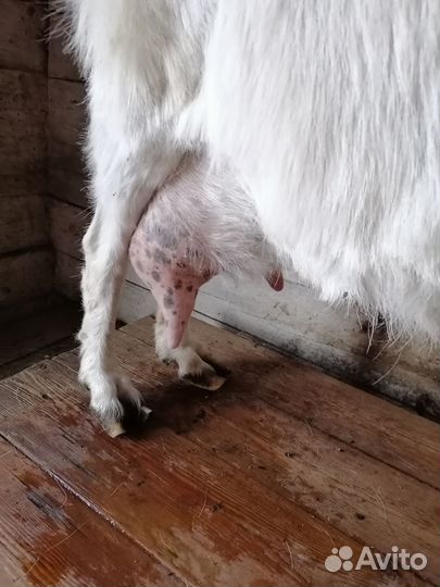 Коза дойная молочная