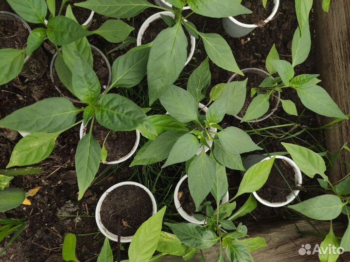 Рассада острого комнатного перца