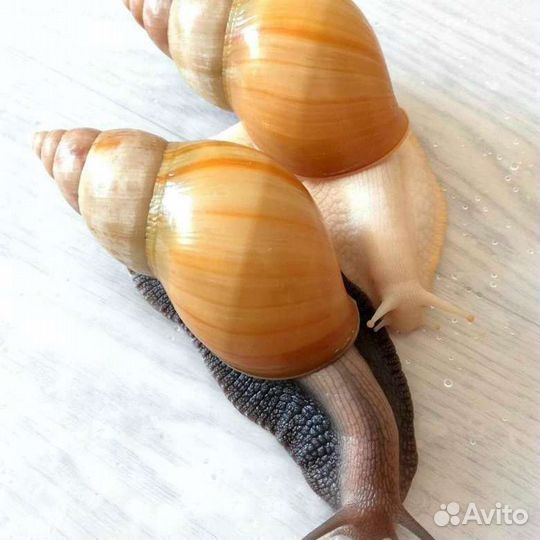 Улитки ахатины