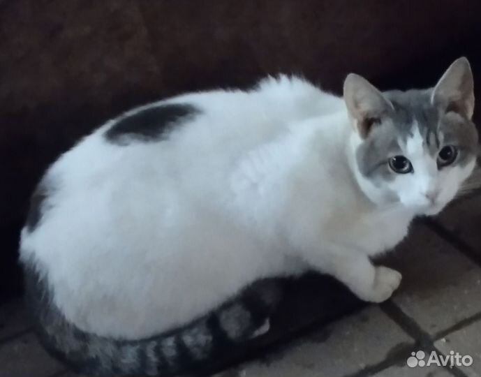 Мальчишка ищет дом