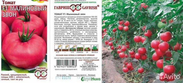 Рассада помидор