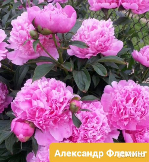 Пионы окс, зкс