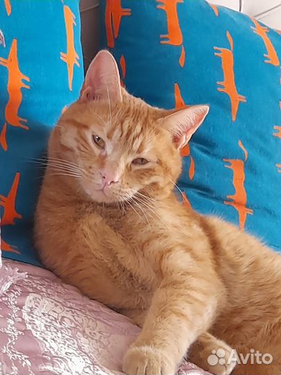 Рыжий котик