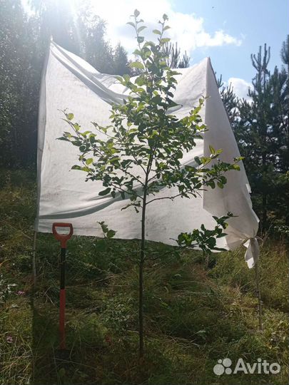 Яблоня саженец 3 х летка зкс