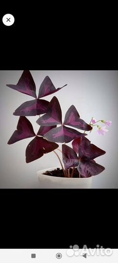 Цветы в дом