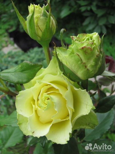 Роза чайно-гибридная Лимбо