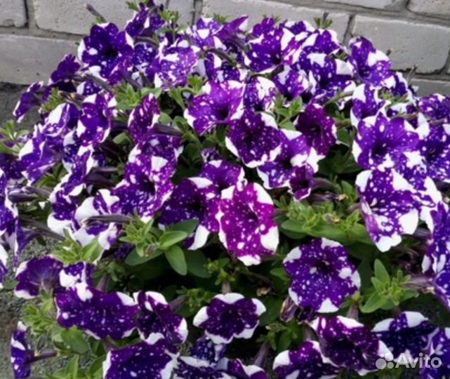 Вегетативная петуния