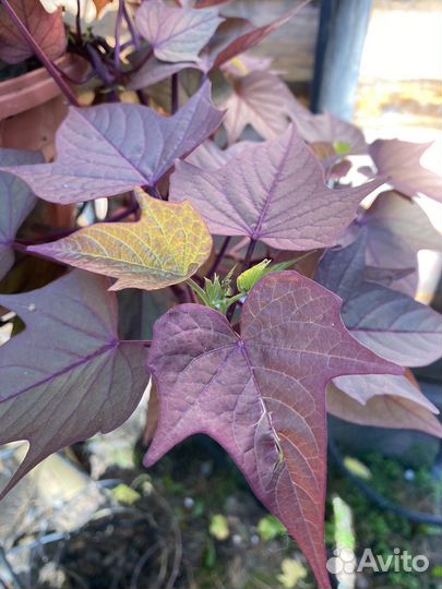 Ипомея батат