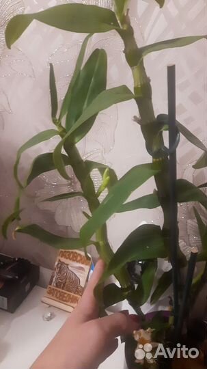 Орхидея дендробиум