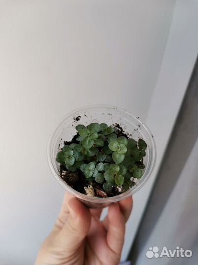 Комнатные растения цветы 3 часть