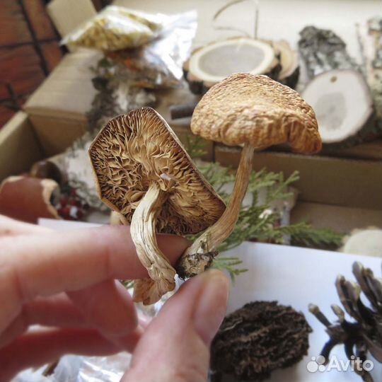 Большой набор природные материалы для поделок