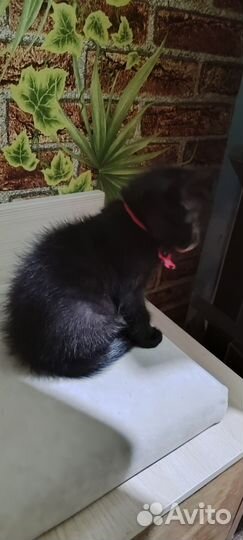 Черный котенок в добрые руки