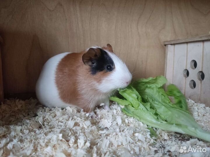 Морская свинка