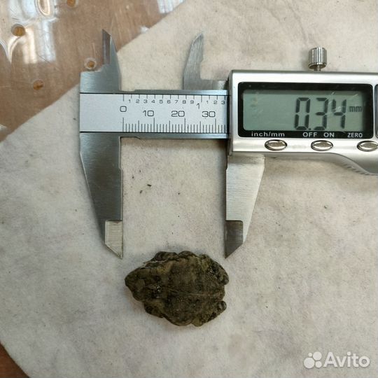 Жаба ага (Rhinella marina)