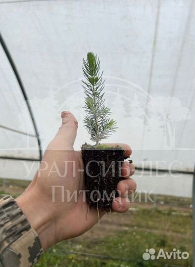 Голубая ель с зкс сеянцы