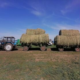 Продам сено в рулонах свежий укос