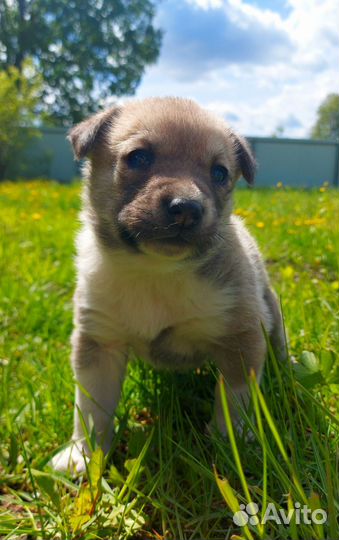 Щенок в добрые руки