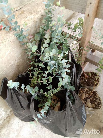 Эвкалипт серебренный, 80см 2000р, а 40- 50см 1500т