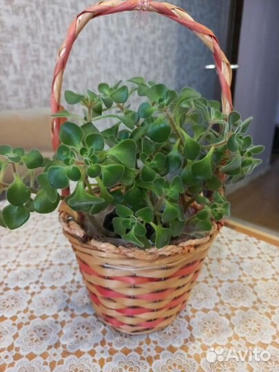 Комнатные растения