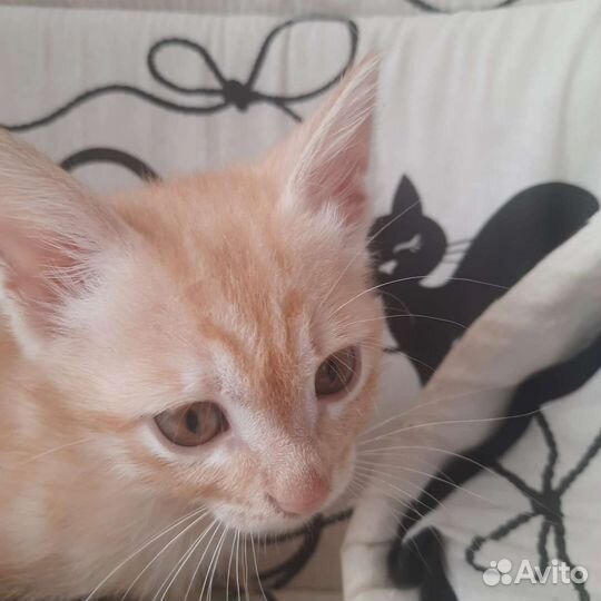 Котики и кошечки в добрые руки