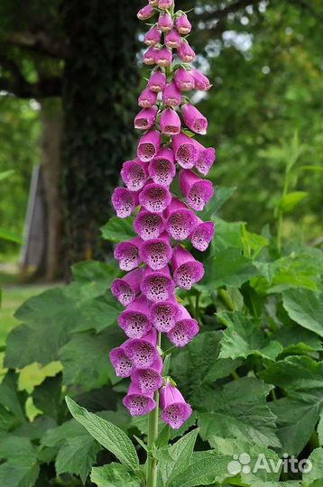 Наперстянка