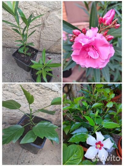 Гибискус, олеандр