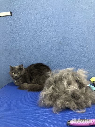 Груминг собак и кошек