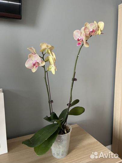 Орхидея