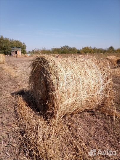 Рожь сено