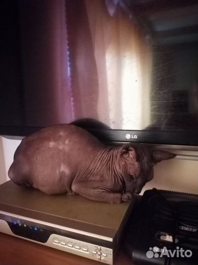 Отдам бесплатно