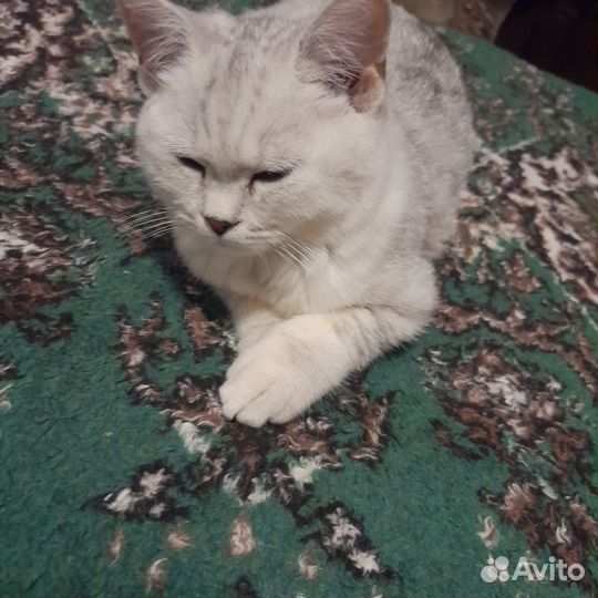 Домашние животные котята