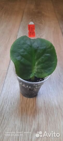 Фиалки(набор)