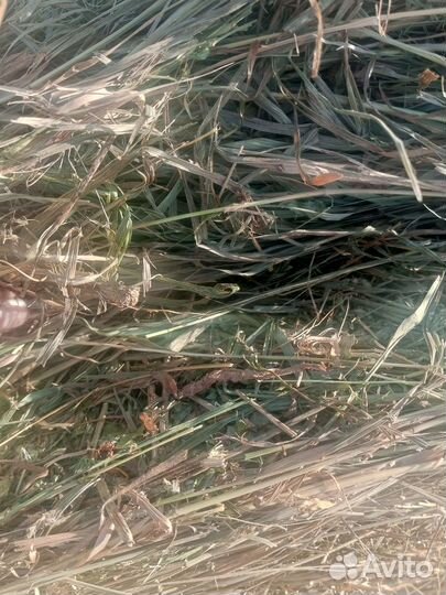 Сено люцерна костëр