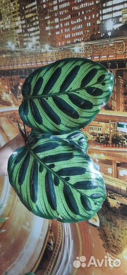 Калатея Макояна