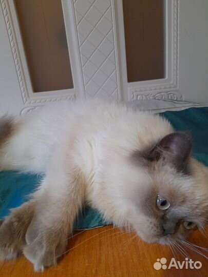 Шотландский мальчик