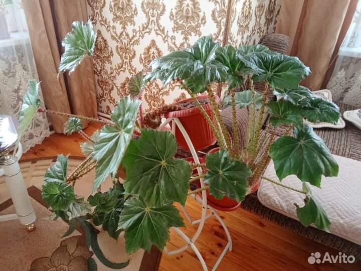 Комнатные растения бегония