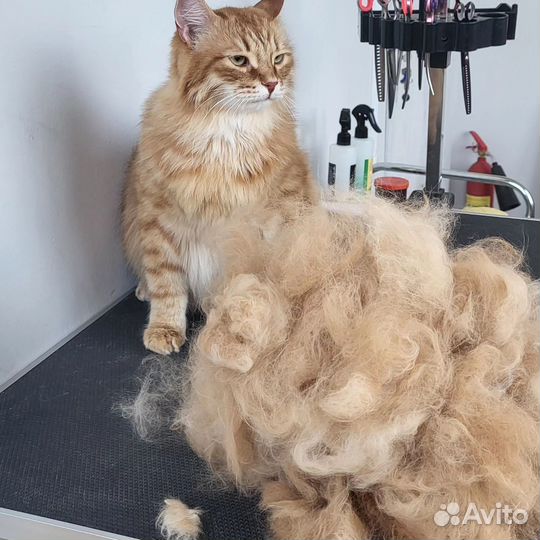 Зоострижки, груминг