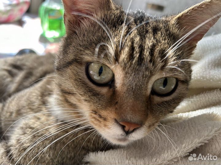 Котик бесплатно