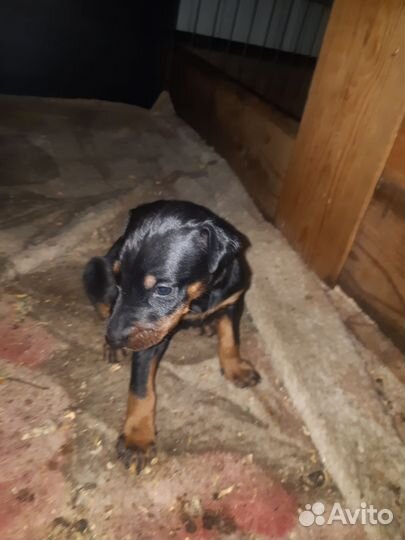 Щенки добермана