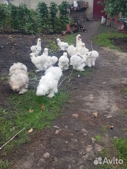 Китайская щёлковая