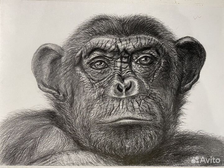 Рисунок карандашом А4