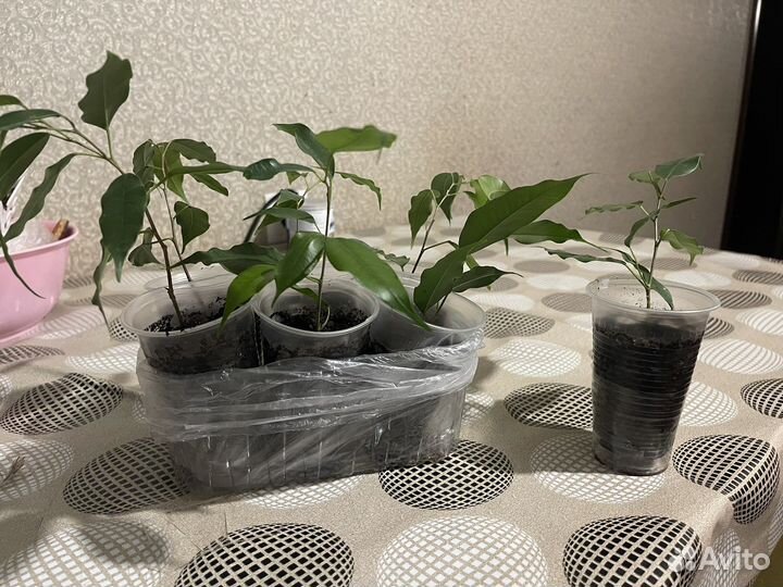 Комнатные растения фикус