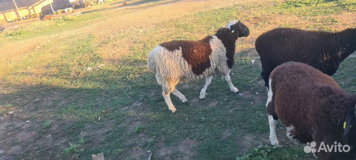 Продаются бараны