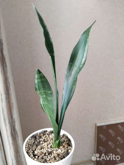 Сансевиерия сортовая