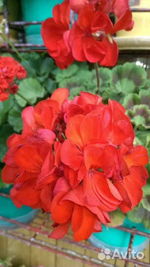 Цветы герани пеларгонии зональн, махров, розебудн